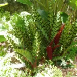 Rattlesnake-plant (Goeppertia insignis) – plant photo