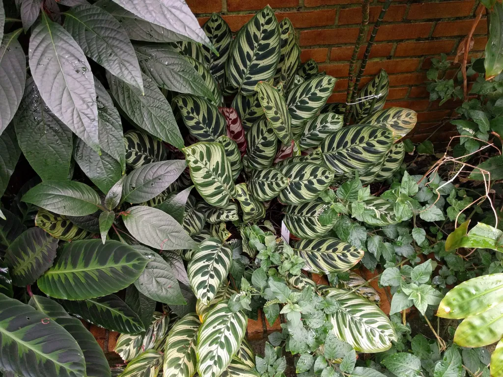 peacock plant or cathedral windows (Goeppertia makoyana) – in a garden setting, plant photo