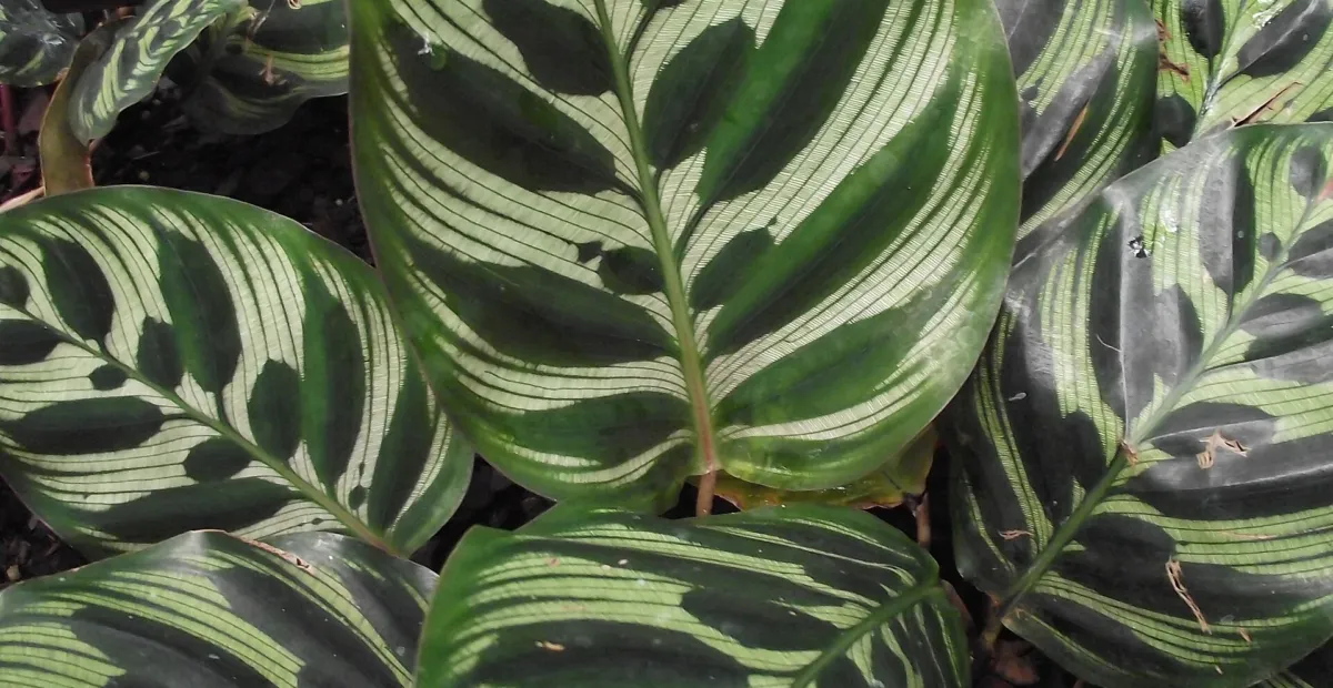 peacock plant or cathedral windows (Goeppertia makoyana) – plant photo
