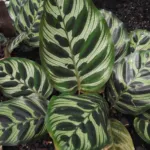 peacock plant or cathedral windows (Goeppertia makoyana) – plant photo