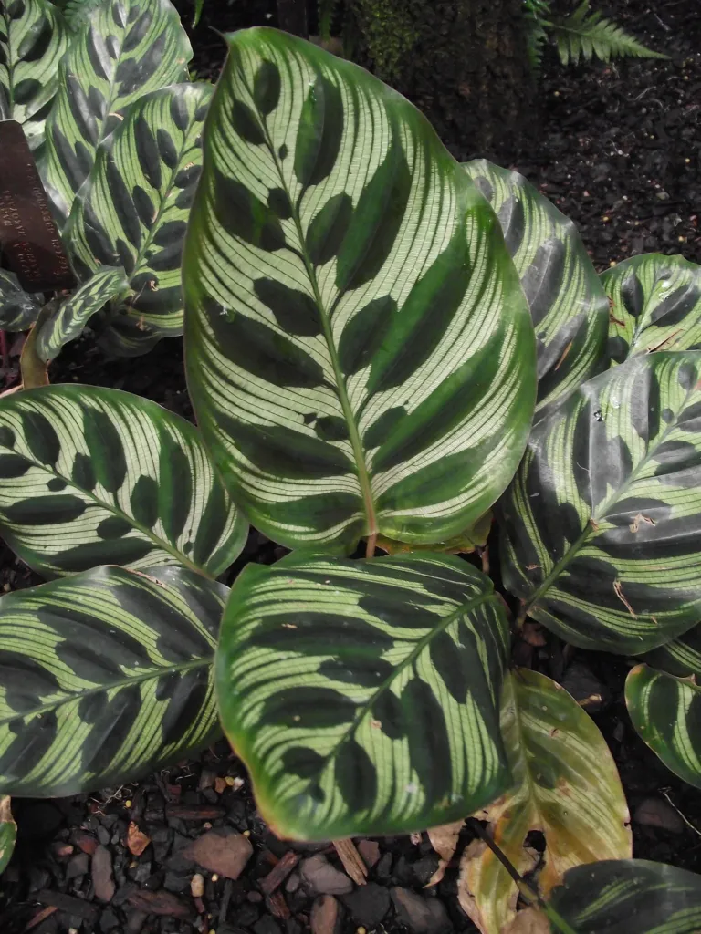 Goeppertia makoyana