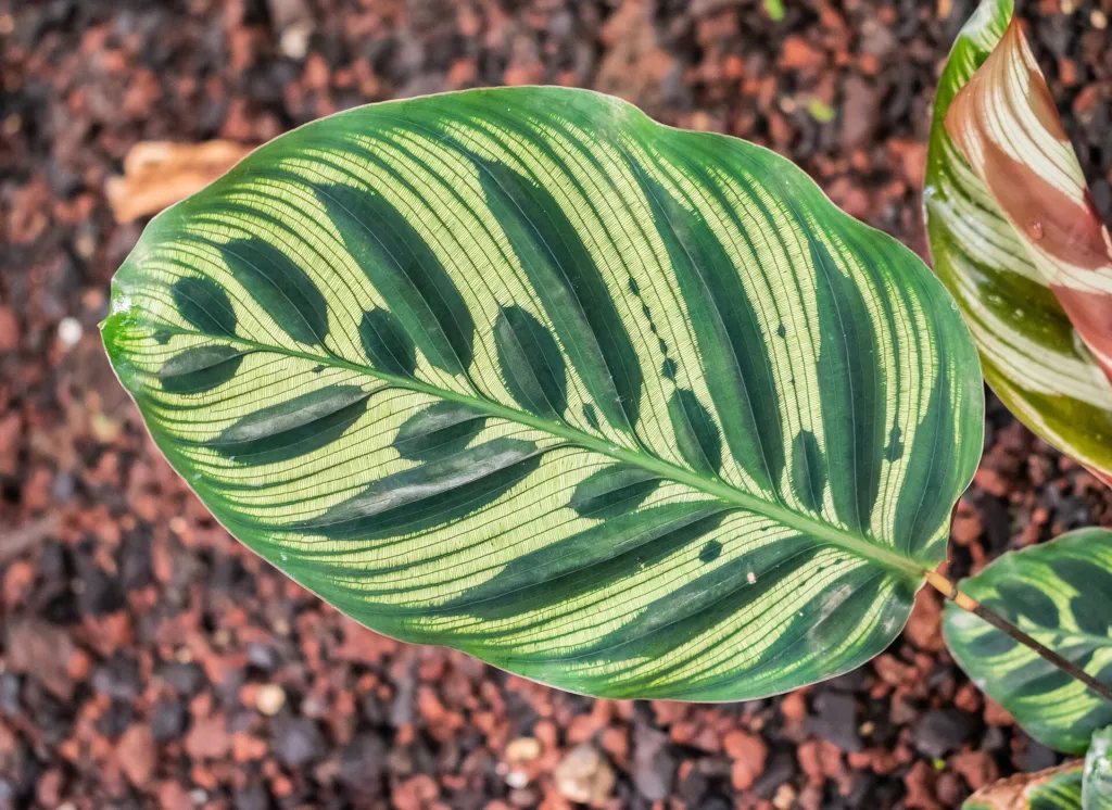 peacock plant or cathedral windows (Goeppertia makoyana) – in a garden setting, plant photo