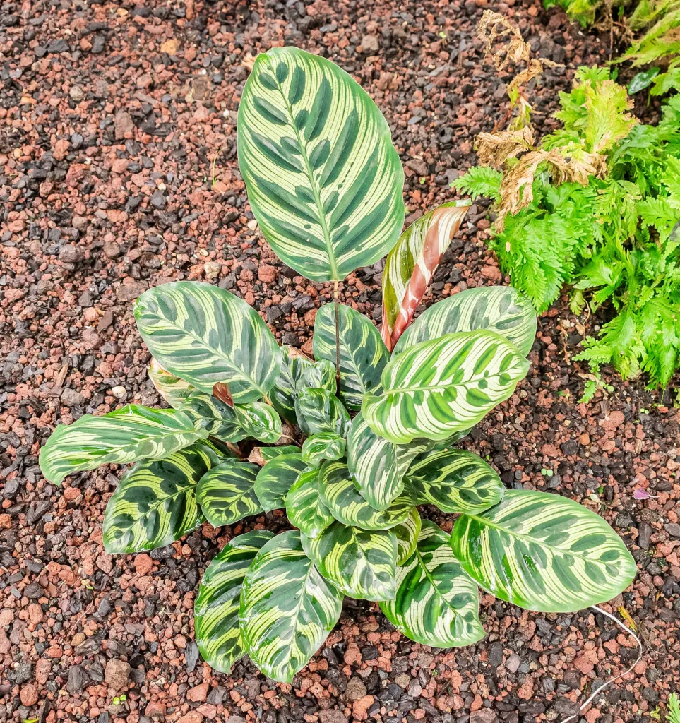 peacock plant or cathedral windows (Goeppertia makoyana) – in a garden setting, plant photo