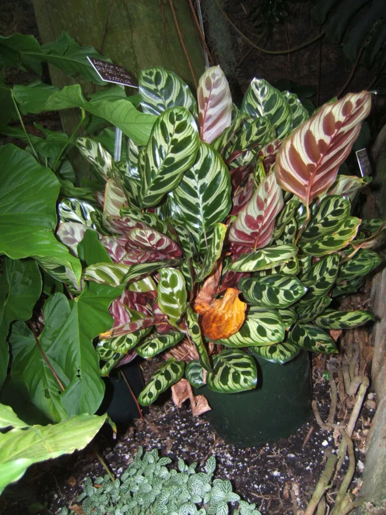 peacock plant or cathedral windows (Goeppertia makoyana) – in a garden setting, plant photo
