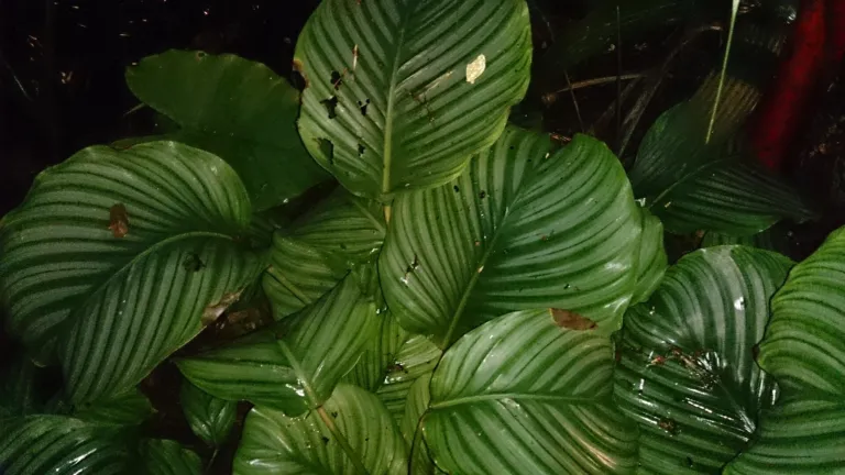 Goeppertia orbifolia care guide (Goeppertia orbifolia) – leaves and shoots, plant photo