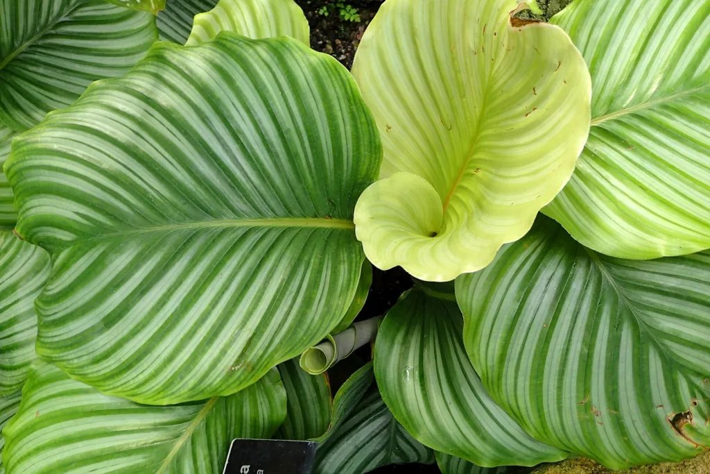 Goeppertia orbifolia care guide (Goeppertia orbifolia) – in a garden setting, plant photo
