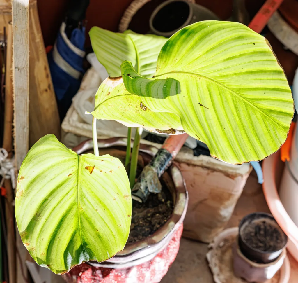 Goeppertia orbifolia care guide (Goeppertia orbifolia) – characteristic appearance, plant photo