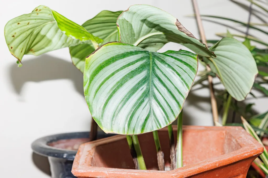 Goeppertia orbifolia care guide (Goeppertia orbifolia) – characteristic appearance, plant photo