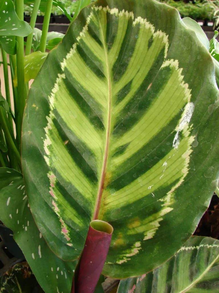 Goeppertia roseopicta care guide (Goeppertia roseopicta) – leaves and shoots, plant photo