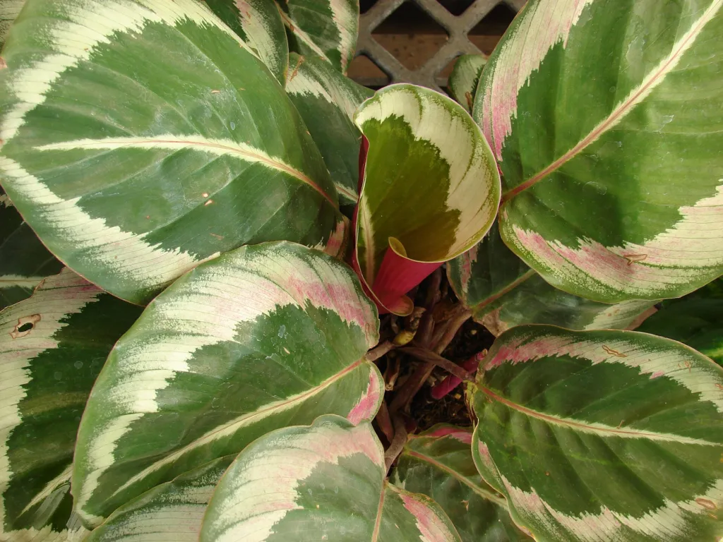 Goeppertia roseopicta care guide (Goeppertia roseopicta) – leaves and shoots, plant photo