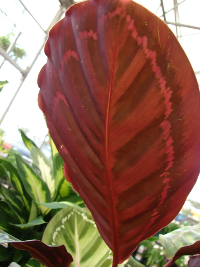 Goeppertia roseopicta care guide (Goeppertia roseopicta) – leaves and shoots, plant photo