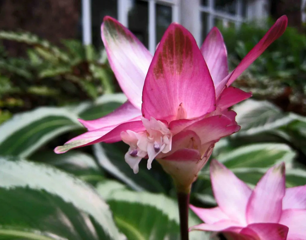 Goeppertia roseopicta care guide (Goeppertia roseopicta) – in a garden setting, plant photo