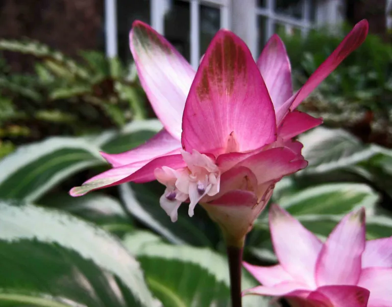 Goeppertia roseopicta care guide (Goeppertia roseopicta) – in a garden setting, plant photo