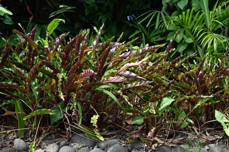 due to its fuzzy (Goeppertia rufibarba) – characteristic appearance, plant photo