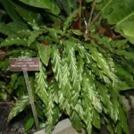 due to its fuzzy (Goeppertia rufibarba) – plant photo