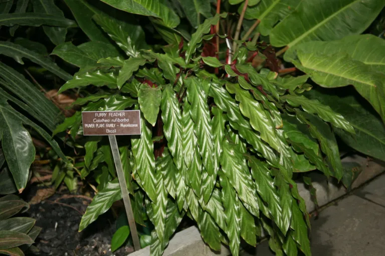 Goeppertia rufibarba