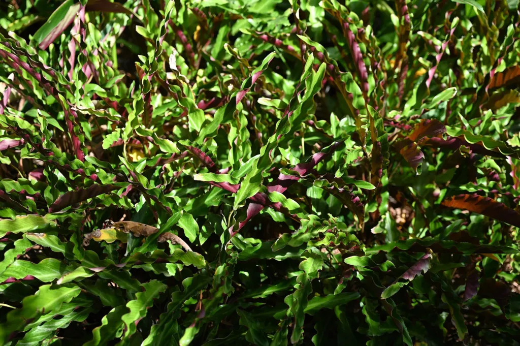 due to its fuzzy (Goeppertia rufibarba) – characteristic appearance, plant photo