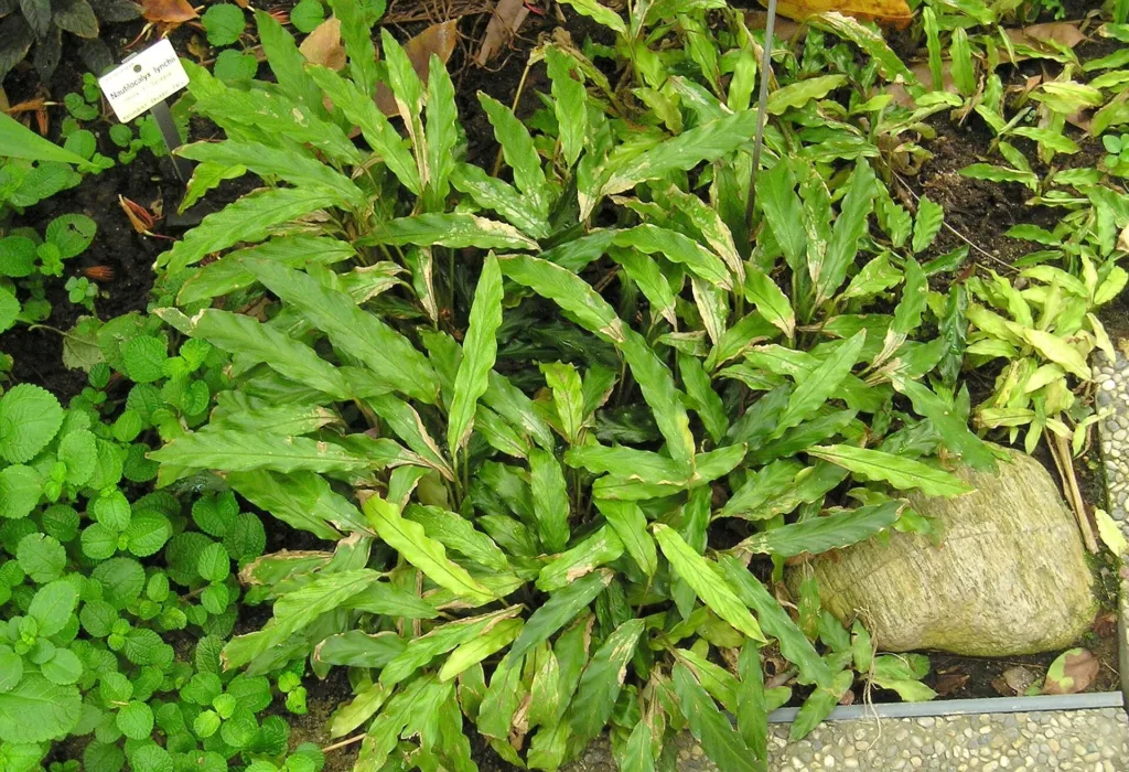 due to its fuzzy (Goeppertia rufibarba) – in a garden setting, plant photo