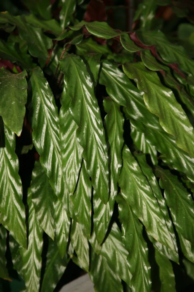 due to its fuzzy (Goeppertia rufibarba) – characteristic appearance, plant photo