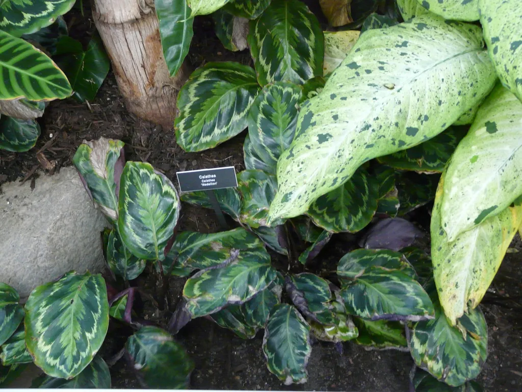 Goeppertia veitchiana care guide (Goeppertia veitchiana) – characteristic appearance, plant photo