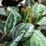 Goeppertia veitchiana care guide (Goeppertia veitchiana) – plant photo