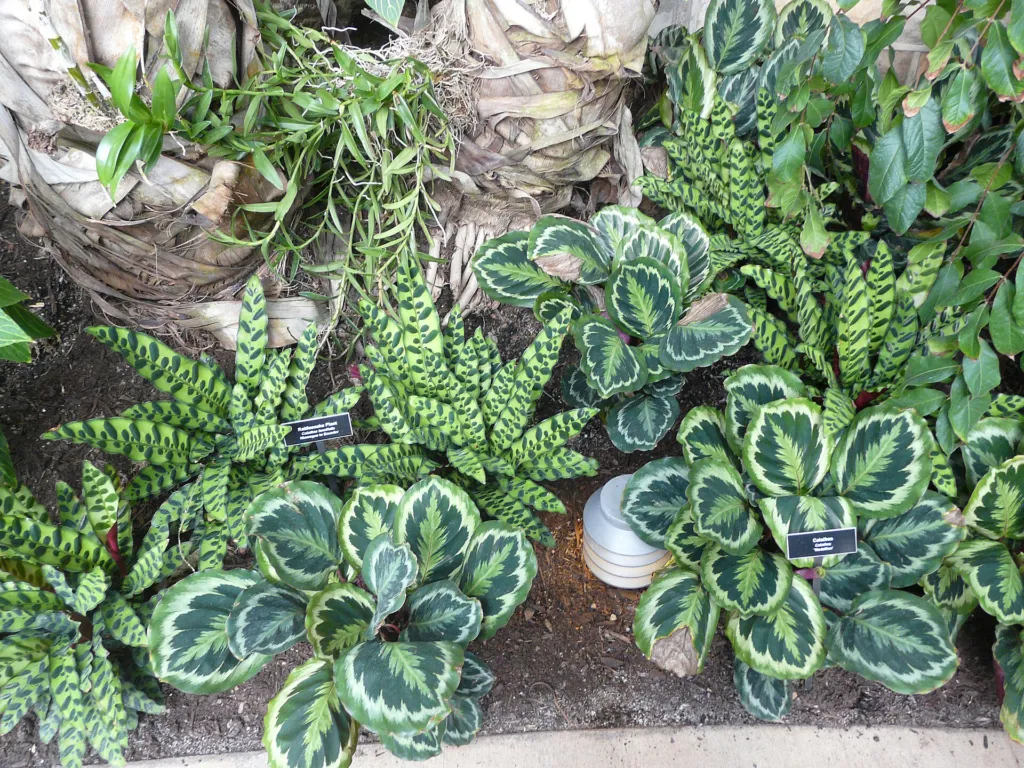 Goeppertia veitchiana care guide (Goeppertia veitchiana) – characteristic appearance, plant photo
