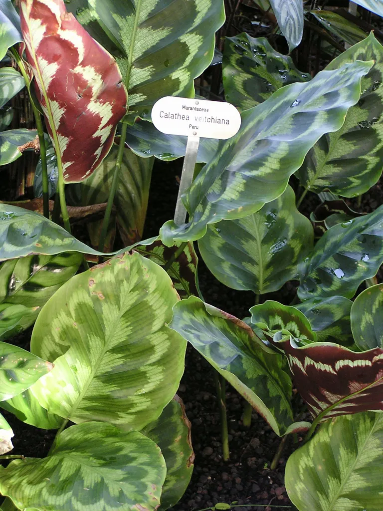 Goeppertia veitchiana care guide (Goeppertia veitchiana) – characteristic appearance, plant photo
