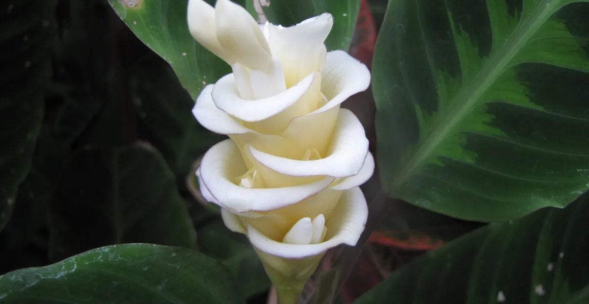 Goeppertia warscewiczii – plant photo