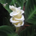Goeppertia warscewiczii care guide (Goeppertia warscewiczii) – plant photo