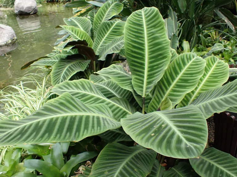 Zebra-plant (Goeppertia zebrina) – characteristic appearance, plant photo