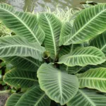 Zebra-plant (Goeppertia zebrina) – plant photo