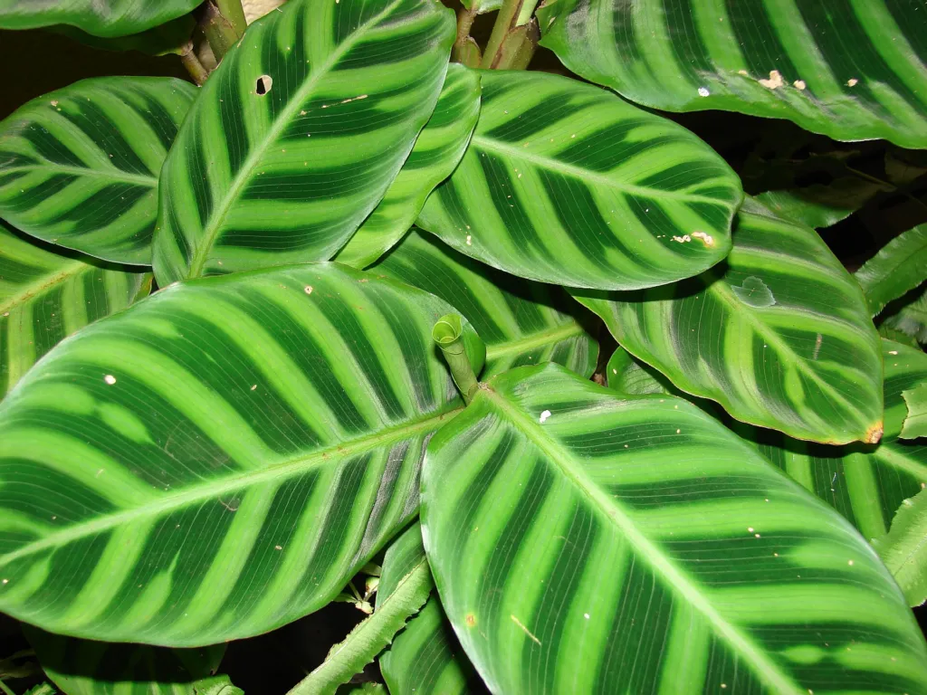 Zebra-plant (Goeppertia zebrina) – leaves and shoots, plant photo