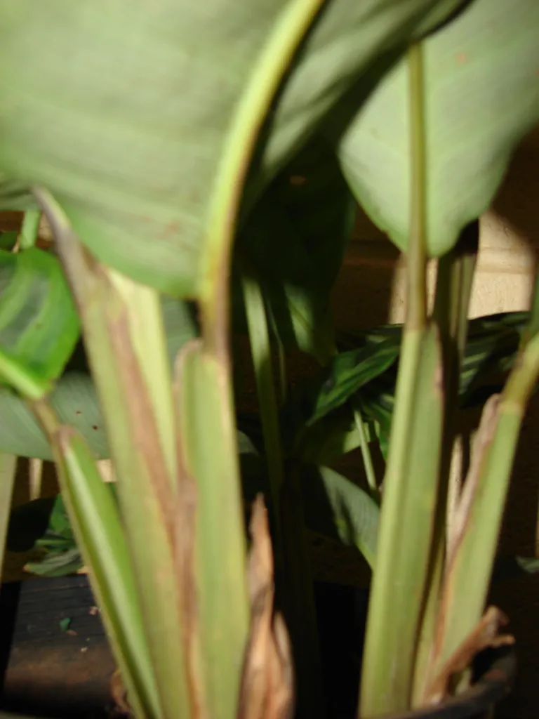 Zebra-plant (Goeppertia zebrina) – characteristic appearance, plant photo