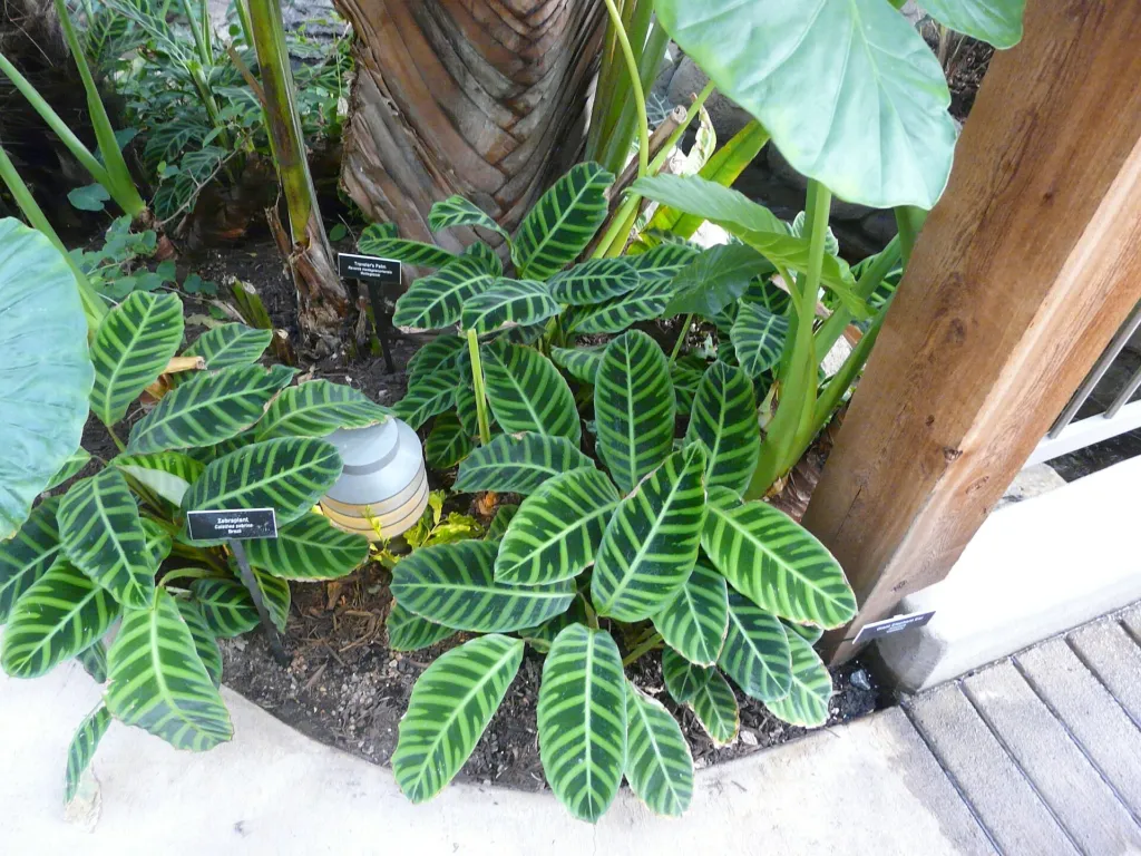 Zebra-plant (Goeppertia zebrina) – characteristic appearance, plant photo