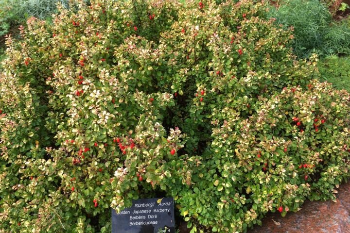 Berberis thunbergii 'Aurea'