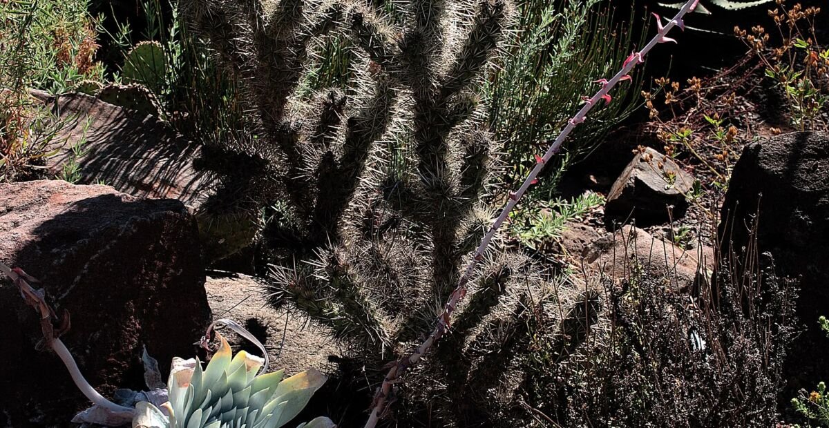 Golden Cholla (Cylindropuntia echinocarpa) – Pflanzenfoto