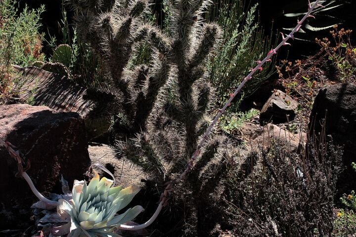Cylindropuntia echinocarpa