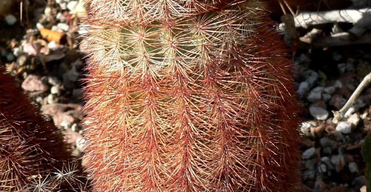 Golden Rainbow „Hedgehog Cactus (Echinocereus dasyacanthus) – Pflanzenfoto
