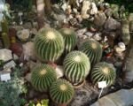 Goldkugelkaktus (Kroenleinia grusonii) – Pflege