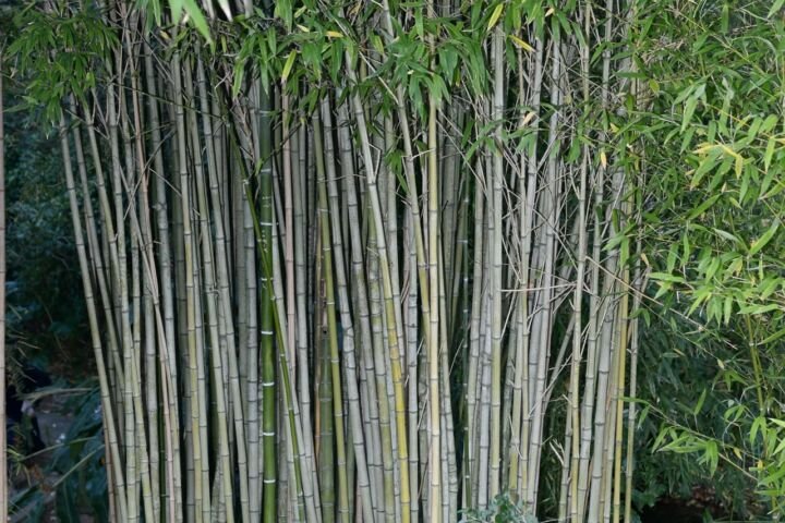 Phyllostachys aurea