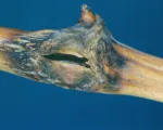 Grape Anthracnose (Bird’s-Eye Rot)