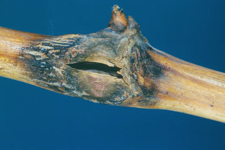 Grape Anthracnose (Bird’s-Eye Rot)