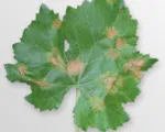 Grape Downy Mildew