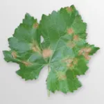 Grape Downy Mildew