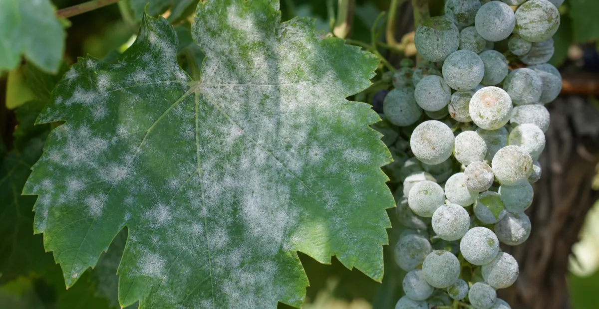 Grape Powdery Mildew
