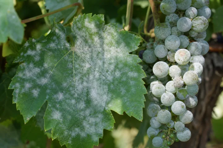 Grape Powdery Mildew