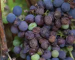Grape white rot