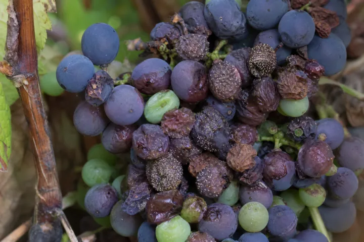 Grape white rot