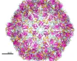 Grapevine Fanleaf Virus