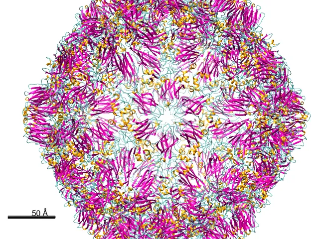 Grapevine Fanleaf Virus